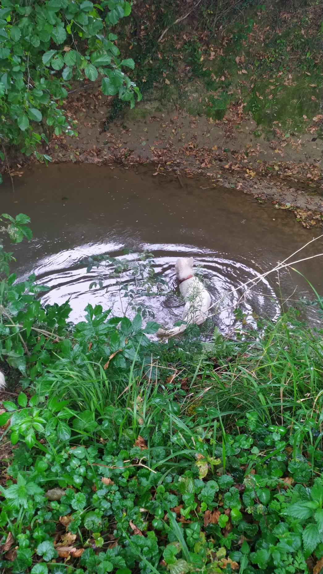 Tokyo_et_Opale_course